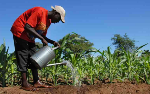Nairobi to host mega Africa food finance summit as $100bn gap weighs on growth
